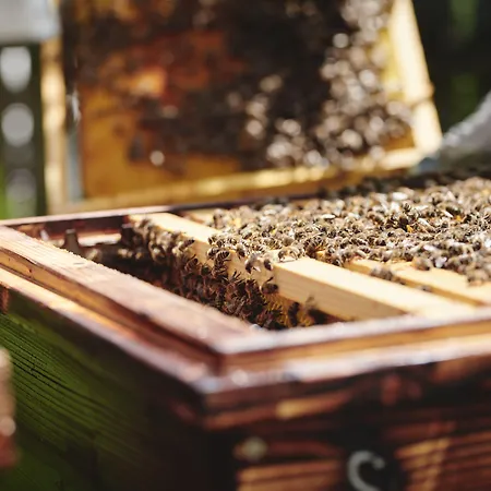 Landgut Am Poessnitzberg 4* ליוצכאך